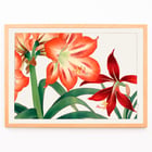 Amaryllis flower painting by Tanigami Kônan featuring vibrant red and green hues. Poster of vibrant Amaryllis flowers in red and green by artist Tanigami Kônan showcasing detailed botanical illustration.