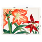 Amaryllis flower painting by Tanigami Kônan featuring vibrant red and green hues. Poster of vibrant Amaryllis flowers in red and green by artist Tanigami Kônan showcasing detailed botanical illustration.