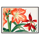 Amaryllis flower painting by Tanigami Kônan featuring vibrant red and green hues. Poster of vibrant Amaryllis flowers in red and green by artist Tanigami Kônan showcasing detailed botanical illustration.