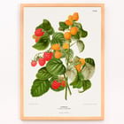 Raspberry chromolithograph plates by Abraham Jacobus Wendel botanical illustration Poster of raspberry plant with green leaves and red and yellow fruits by Abraham Jacobus Wendel titled Raspberry chromolithograph plates.