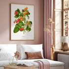 Raspberry chromolithograph plates by Abraham Jacobus Wendel botanical illustration Poster of raspberry plant with green leaves and red and yellow fruits by Abraham Jacobus Wendel titled Raspberry chromolithograph plates.