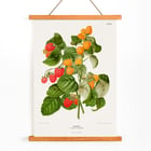 Raspberry chromolithograph plates by Abraham Jacobus Wendel botanical illustration Poster of raspberry plant with green leaves and red and yellow fruits by Abraham Jacobus Wendel titled Raspberry chromolithograph plates.