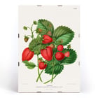 Strawberry chromolithograph plates by Abraham Jacobus Wendel depicting lush strawberries and green leaves. Poster of vibrant strawberries with green leaves titled Strawberry chromolithograph plates by Abraham Jacobus Wendel