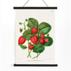 Strawberry chromolithograph plates by Abraham Jacobus Wendel depicting lush strawberries and green leaves. Poster of vibrant strawberries with green leaves titled Strawberry chromolithograph plates by Abraham Jacobus Wendel