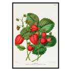 Strawberry chromolithograph plates by Abraham Jacobus Wendel depicting lush strawberries and green leaves. Poster of vibrant strawberries with green leaves titled Strawberry chromolithograph plates by Abraham Jacobus Wendel