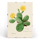 Botanical illustration by artist Familie Der Cacteen featuring Eastern Prickly Pear cactus with yellow flowers Poster of Eastern Prickly Pear cactus from Familie Der Cacteen showing a botanical illustration with yellow flowers.