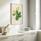 Botanical illustration by artist Familie Der Cacteen featuring Eastern Prickly Pear cactus with yellow flowers Poster of Eastern Prickly Pear cactus from Familie Der Cacteen showing a botanical illustration with yellow flowers.