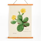 Botanical illustration by artist Familie Der Cacteen featuring Eastern Prickly Pear cactus with yellow flowers Poster of Eastern Prickly Pear cactus from Familie Der Cacteen showing a botanical illustration with yellow flowers.
