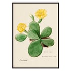 Botanical illustration by artist Familie Der Cacteen featuring Eastern Prickly Pear cactus with yellow flowers Poster of Eastern Prickly Pear cactus from Familie Der Cacteen showing a botanical illustration with yellow flowers.