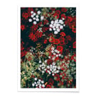 Red and white flowers Red and white flowers