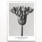 Allium Ostroroskianum Allium Ostroroskianum