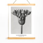 Allium Ostroroskianum Allium Ostroroskianum