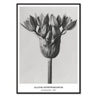 Allium Ostroroskianum Allium Ostroroskianum