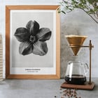 Cobea scandens Cobea scandens