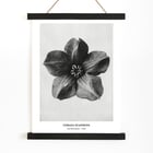 Cobea scandens Cobea scandens
