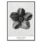 Cobea scandens Cobea scandens