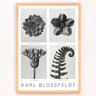 Black and white botanical photo poster by Karl Blossfeldt featuring flowers and plant details. Karl Blossfeldt Flowers Poster 1 features black and white photographic close-ups of various botanical elements in a framed layout.