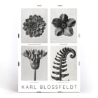 Black and white botanical photo poster by Karl Blossfeldt featuring flowers and plant details. Karl Blossfeldt Flowers Poster 1 features black and white photographic close-ups of various botanical elements in a framed layout.