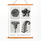 Black and white botanical photo poster by Karl Blossfeldt featuring flowers and plant details. Karl Blossfeldt Flowers Poster 1 features black and white photographic close-ups of various botanical elements in a framed layout.