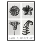 Black and white botanical photo poster by Karl Blossfeldt featuring flowers and plant details. Karl Blossfeldt Flowers Poster 1 features black and white photographic close-ups of various botanical elements in a framed layout.