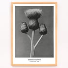 Cirsium Canum Queen Anne Thistle by Karl Blossfeldt botanical photograph Poster of Cirsium Canum Queen Anne Thistle artwork by Karl Blossfeldt showing detailed close-up of thistle with three buds.