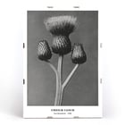Cirsium Canum Queen Anne Thistle by Karl Blossfeldt botanical photograph Poster of Cirsium Canum Queen Anne Thistle artwork by Karl Blossfeldt showing detailed close-up of thistle with three buds.