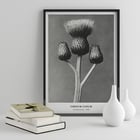 Cirsium Canum Queen Anne Thistle by Karl Blossfeldt botanical photograph Poster of Cirsium Canum Queen Anne Thistle artwork by Karl Blossfeldt showing detailed close-up of thistle with three buds.