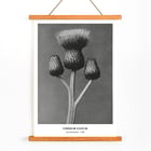 Cirsium Canum Queen Anne Thistle by Karl Blossfeldt botanical photograph Poster of Cirsium Canum Queen Anne Thistle artwork by Karl Blossfeldt showing detailed close-up of thistle with three buds.