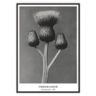 Cirsium Canum Queen Anne Thistle by Karl Blossfeldt botanical photograph Poster of Cirsium Canum Queen Anne Thistle artwork by Karl Blossfeldt showing detailed close-up of thistle with three buds.