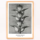 Photographic artwork by Karl Blossfeldt featuring Acanthus mollis bear's breeches. Poster featuring Acanthus mollis bear's breeches by Karl Blossfeldt showing detailed black and white botanical photograph