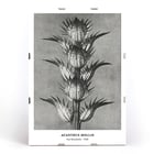 Photographic artwork by Karl Blossfeldt featuring Acanthus mollis bear's breeches. Poster featuring Acanthus mollis bear's breeches by Karl Blossfeldt showing detailed black and white botanical photograph
