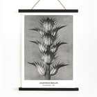 Photographic artwork by Karl Blossfeldt featuring Acanthus mollis bear's breeches. Poster featuring Acanthus mollis bear's breeches by Karl Blossfeldt showing detailed black and white botanical photograph