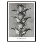 Photographic artwork by Karl Blossfeldt featuring Acanthus mollis bear's breeches. Poster featuring Acanthus mollis bear's breeches by Karl Blossfeldt showing detailed black and white botanical photograph