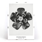 Karl Blossfeldt artwork Asclepias Syriaca featuring close-up of Common Milkweed flower in black and white. Poster of Asclepias Syriaca Common Milkweed by Karl Blossfeldt featuring a detailed black and white close-up of the flower.