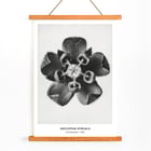 Karl Blossfeldt artwork Asclepias Syriaca featuring close-up of Common Milkweed flower in black and white. Poster of Asclepias Syriaca Common Milkweed by Karl Blossfeldt featuring a detailed black and white close-up of the flower.