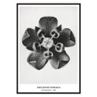 Karl Blossfeldt artwork Asclepias Syriaca featuring close-up of Common Milkweed flower in black and white. Poster of Asclepias Syriaca Common Milkweed by Karl Blossfeldt featuring a detailed black and white close-up of the flower.