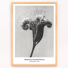 Phacelia tanacetifolia Lacy Phacelia by Karl Blossfeldt botanical close-up artwork. Poster of Phacelia tanacetifolia by Karl Blossfeldt depicting detailed botanical photography with intricate floral patterns