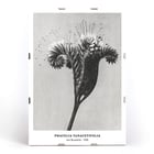 Phacelia tanacetifolia Lacy Phacelia by Karl Blossfeldt botanical close-up artwork. Poster of Phacelia tanacetifolia by Karl Blossfeldt depicting detailed botanical photography with intricate floral patterns