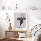 Phacelia tanacetifolia Lacy Phacelia by Karl Blossfeldt botanical close-up artwork. Poster of Phacelia tanacetifolia by Karl Blossfeldt depicting detailed botanical photography with intricate floral patterns