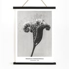 Phacelia tanacetifolia Lacy Phacelia by Karl Blossfeldt botanical close-up artwork. Poster of Phacelia tanacetifolia by Karl Blossfeldt depicting detailed botanical photography with intricate floral patterns