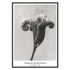 Phacelia tanacetifolia Lacy Phacelia by Karl Blossfeldt botanical close-up artwork. Poster of Phacelia tanacetifolia by Karl Blossfeldt depicting detailed botanical photography with intricate floral patterns