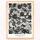 Achillea Clypeolata Yarrow by Karl Blossfeldt features black and white flower pattern artwork Poster of Achillea Clypeolata Yarrow by Karl Blossfeldt showcasing detailed black and white floral photography.