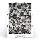 Achillea Clypeolata Yarrow by Karl Blossfeldt features black and white flower pattern artwork Poster of Achillea Clypeolata Yarrow by Karl Blossfeldt showcasing detailed black and white floral photography.
