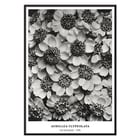 Achillea Clypeolata Yarrow by Karl Blossfeldt features black and white flower pattern artwork Poster of Achillea Clypeolata Yarrow by Karl Blossfeldt showcasing detailed black and white floral photography.