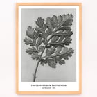 Chrysanthemum parthenium botanical artwork by Karl Blossfeldt titled Feverfew chrysanthemum Poster of a detailed botanical illustration of a chrysanthemum leaf by Karl Blossfeldt titled Chrysanthemum parthenium
