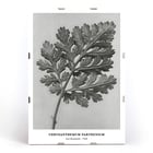 Chrysanthemum parthenium botanical artwork by Karl Blossfeldt titled Feverfew chrysanthemum Poster of a detailed botanical illustration of a chrysanthemum leaf by Karl Blossfeldt titled Chrysanthemum parthenium