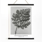 Chrysanthemum parthenium botanical artwork by Karl Blossfeldt titled Feverfew chrysanthemum Poster of a detailed botanical illustration of a chrysanthemum leaf by Karl Blossfeldt titled Chrysanthemum parthenium