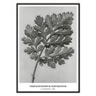 Chrysanthemum parthenium botanical artwork by Karl Blossfeldt titled Feverfew chrysanthemum Poster of a detailed botanical illustration of a chrysanthemum leaf by Karl Blossfeldt titled Chrysanthemum parthenium