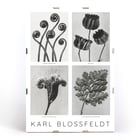 Karl Blossfeldt Flowers Poster 2 botanical art print with four detailed plant images. Black and white botanical images by Karl Blossfeldt posted on a wall showcasing various intricate plant forms and structures.