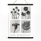 Karl Blossfeldt Flowers Poster 2 botanical art print with four detailed plant images. Black and white botanical images by Karl Blossfeldt posted on a wall showcasing various intricate plant forms and structures.